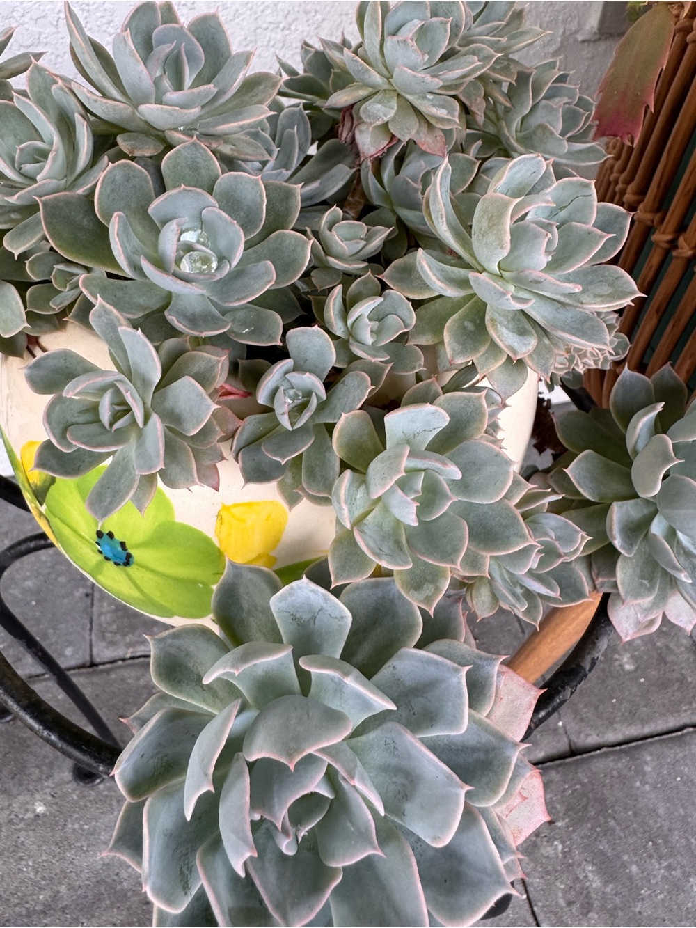 Peacock Echeveria